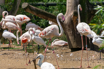 Ibises, mergansers, pink flamingos, wild water birds on the beach near the reservoir on a beautiful summer day © Adam