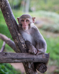japanese macaque sitting on a tree