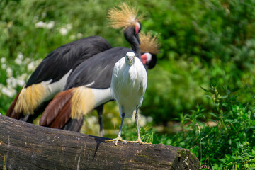 Crowned cranes, crowned cranes (Balearicinae) and white heron standing on a dry fallen tree, wild birds in a meadow in nature. beautiful sunny day and blurry background.