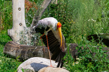 African crab, large stork. A wild bird wading in the water with a large orange beak standing at the water's edge © Adam