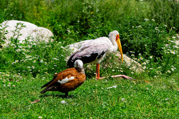 African crab, large stork. A wild water wading bird with a large orange beak walking on the stones at the water's edge on a beautiful summer sunny day © Adam