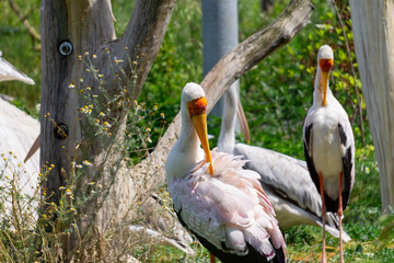 African crab, large stork. A wild bird wading in the water with a large orange beak standing at the water's edge © Adam