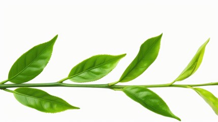 Delicate green tea branch adorned with vibrant blooming flowers, set against a  white backdrop, highlighting natures beauty.