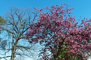 Spring. May Garden. Apple tree blooming pink. Dead oak with dried branches. Living and dead. Blue sky. Nature. Early morning