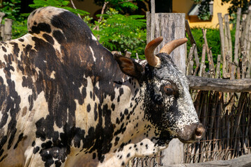 Nguni is a breed of cattle originating from Africa. A black and white animal with black dots, a hump on its back and horns standing in a pen © Adam