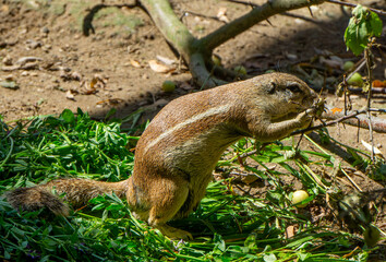 African ground squirrel, striped squirrel, big squirrel, wild animal on green grass standing on hind legs while eating.