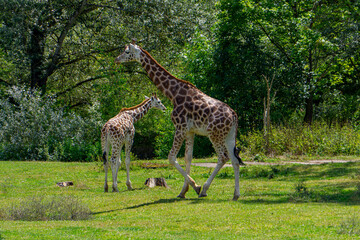 Two giraffes walking on green grass, wild animal giraffe. animals with long necks. Animals walk in natural living conditions on a beautiful sunny day. giraffe with its head lowered and its leg raised