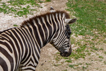 wild animal zebra photo from the side with a top view, zebra head and mane