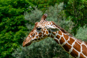 wild animal giraffe with extended neck and head. a mammal from the giraffe family. giraffe in natural surroundings against the background of a green tree