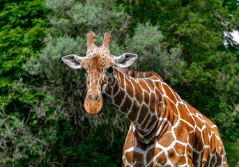 Giraffe walking on green grass, wild animal giraffe. animals with long necks. animals walking in natural living conditions on a beautiful sunny day. A mammal from the giraffe family. view of the neck 