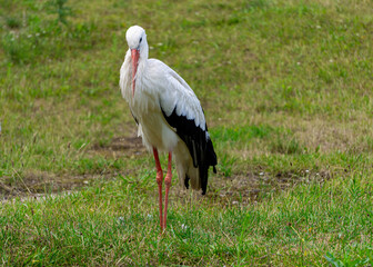 stork, a wild bird walking on a green meadow in summer