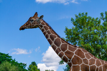 Giraffe walking on green grass, wild animal giraffe. animals with long necks. animals walking in natural living conditions on a beautiful sunny day. view of the neck and head. blue sky background. gir