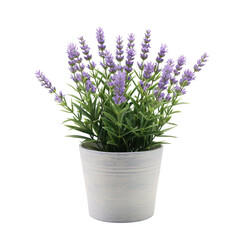Lavender Plant in White Pot.