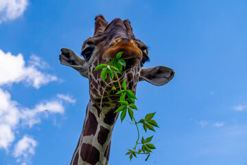 Giraffe walking on green grass, wild animal giraffe. animals with long necks. animals walking in natural living conditions on a beautiful sunny day. view of the neck and head. blue sky background. gir © Adam