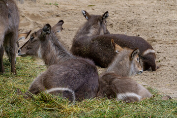 swarthy wild animal lying on the sand