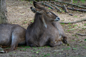 swarthy wild animal lying on the sand