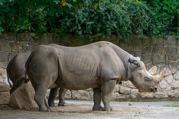 Wild animal rhinoceros sitting among stones, rocks and also green grass on a beautiful warm summer day. The white rhinoceros (Ceratotherium simum) is a species of cloven-hoofed mammal from the rhinoce