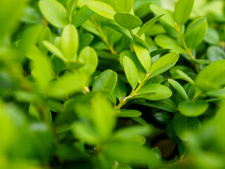 Fresh green leaves on an eco-background, creating an atmosphere of natural harmony and purity surrounded by nature