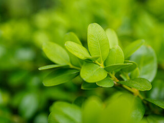 Fresh green leaves on an eco-background, creating an atmosphere of natural harmony and purity surrounded by nature