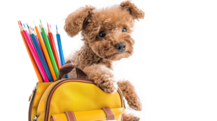 Cute poodle dog sitting next to a yellow backpack filled with colorful pencils. The poodle has curly fur and an adorable expression. Transparent background.