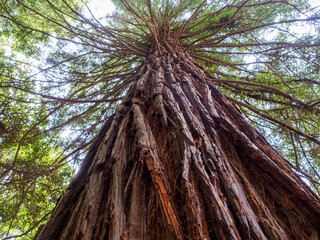 The majestic sequoia against the blue sky, personifying the power of nature and longevity, gives a...
