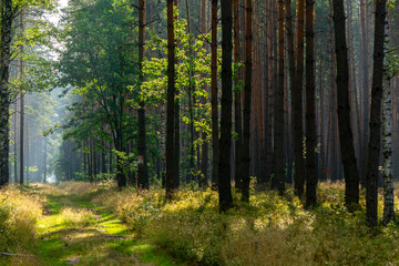 Beautiful magical coniferous deciduous forest in the morning in the summer season. summer in the green forest. magical, delicate, beautiful sunlight in the morning. sunrise in the forest. a walk in th © Adam