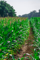 Field of growing corn in summer against the background of a beautiful blue sky. agriculture in corn season
