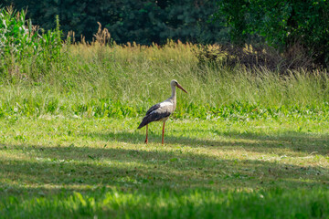 A white stork walks in its natural habitat and looks for food in a green meadow in the wetlands and floodplains by the river. wild bird stork