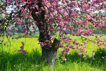 May morning Garden. Yalonya blooms in an unusual pink color. Grass, greenery, sunlight. Nature is waking up. Morning landscape