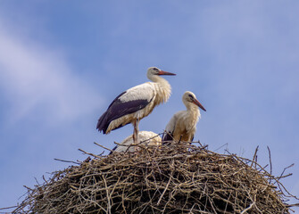 a family of stork birds sitting in a nest on an electric pole in the countryside. wild birds against the background of the beautiful summer sky