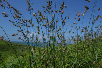 Durch das Gras auf das Meer schauen