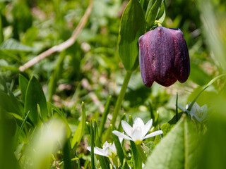Alpine endemic flowers, bright and unique, delight the eye with a variety of shapes and shades against the backdrop of picturesque mountains