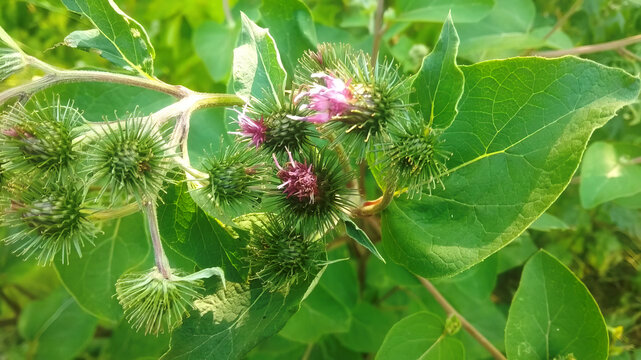 Beautiful growing flower burdock thistle on background meadow
