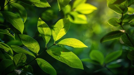 Fototapeta premium Nature of green leaf in garden at summer. Natural green leaves plants using as spring background cover page greenery environment ecology wallpaper, generative ai