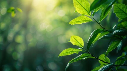 Naklejka premium Nature of green leaf in garden at summer. Natural green leaves plants using as spring background cover page greenery environment ecology wallpaper, generative ai