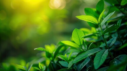 Naklejka premium Nature of green leaf in garden at summer. Natural green leaves plants using as spring background cover page greenery environment ecology wallpaper, generative ai