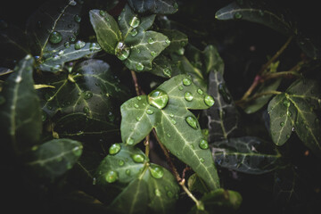 Fototapeta premium The green water drops