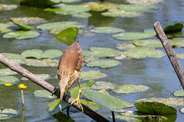 GIOVANE SGARZA CIUFFETTO OASI NATURALISTICA DI TORRILE E TRECASALI
