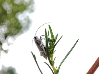 a pale white motherfly sits on a stem of a green blade of grass on a white background in a macro shot   
