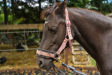 Obraz premium Portrait of a horse. 