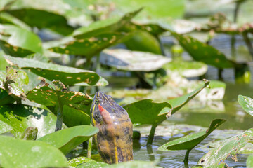 TARTARUGA DALLE ORECCHIE ROSSE OASI NATURALISTICA DI TORRILE E TRECASALI