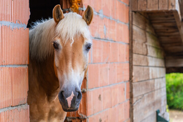 Obraz premium Portrait of a Palomino horse. Funny horse. Funny brown horse face with nose close up. 