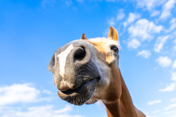 Portrait of a Palomino horse. Funny horse. Funny brown horse face with nose close up. 