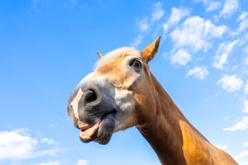Horse showing its tongue. Dark horse at fence outdoors on sunny day, closeup. Beautiful pet. 