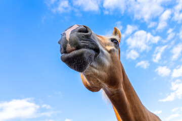 Portrait of a Palomino horse. Funny horse. Funny brown horse face with nose close up. 