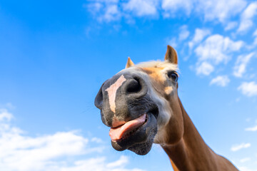 Horse showing its tongue. Dark horse at fence outdoors on sunny day, closeup. Beautiful pet. 