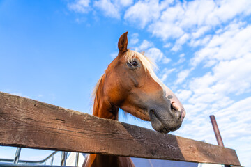 Portrait of a Palomino horse. Funny horse. Funny brown horse face with nose close up. 