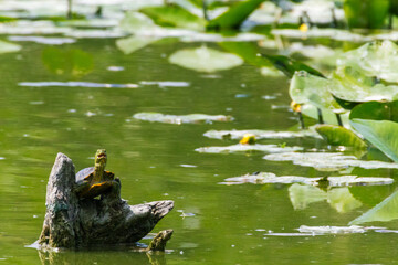 TARTARUGA DALLE ORECCHIE ROSSE OASI NATURALISTICA DI TORRILE E TRECASALI