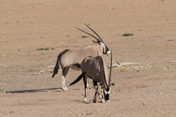 Gemsbok (Oryx gazella) at a waterhole in Kgalagadi reserve, South Africa