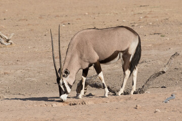 Gemsbok (Oryx gazella) at a waterhole in Kgalagadi reserve, South Africa